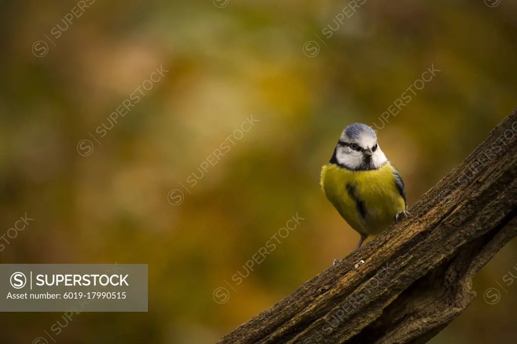 A blue tit bird perched on a branch