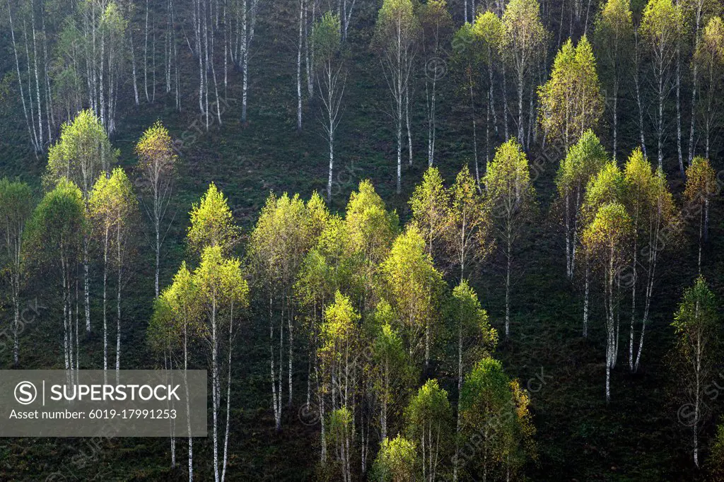 abstract green texture of birch trees