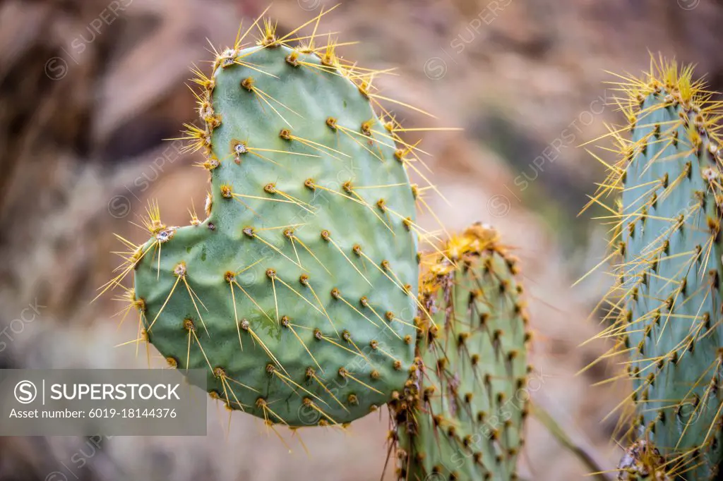 A cactus in the desert of Joshua Tree National Park