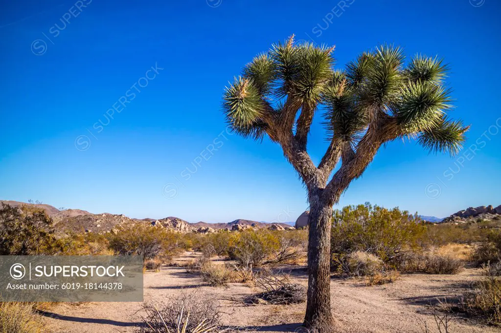 Joshua Trees in Joshua Tree National Park