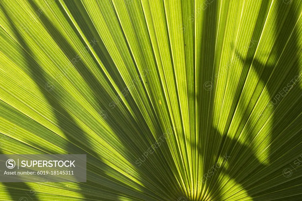 Top view of date palm tree isolated