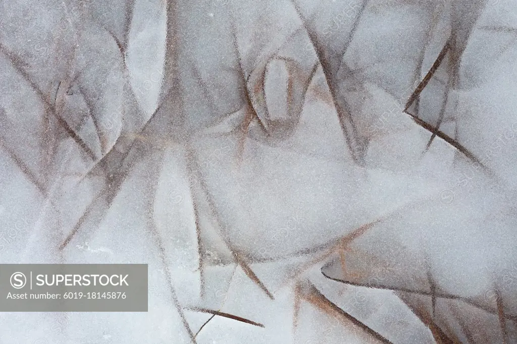 Ice-locked reed in the floodplains of river Turiec in Slovakia.