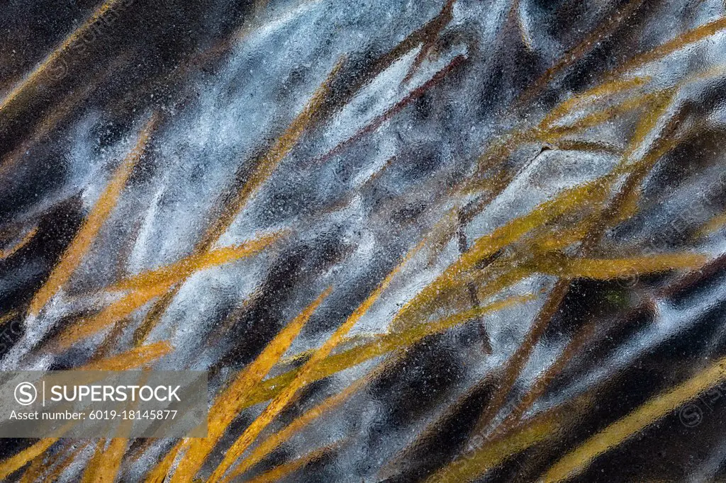 Ice-locked reed in the floodplains of river Turiec in Slovakia.