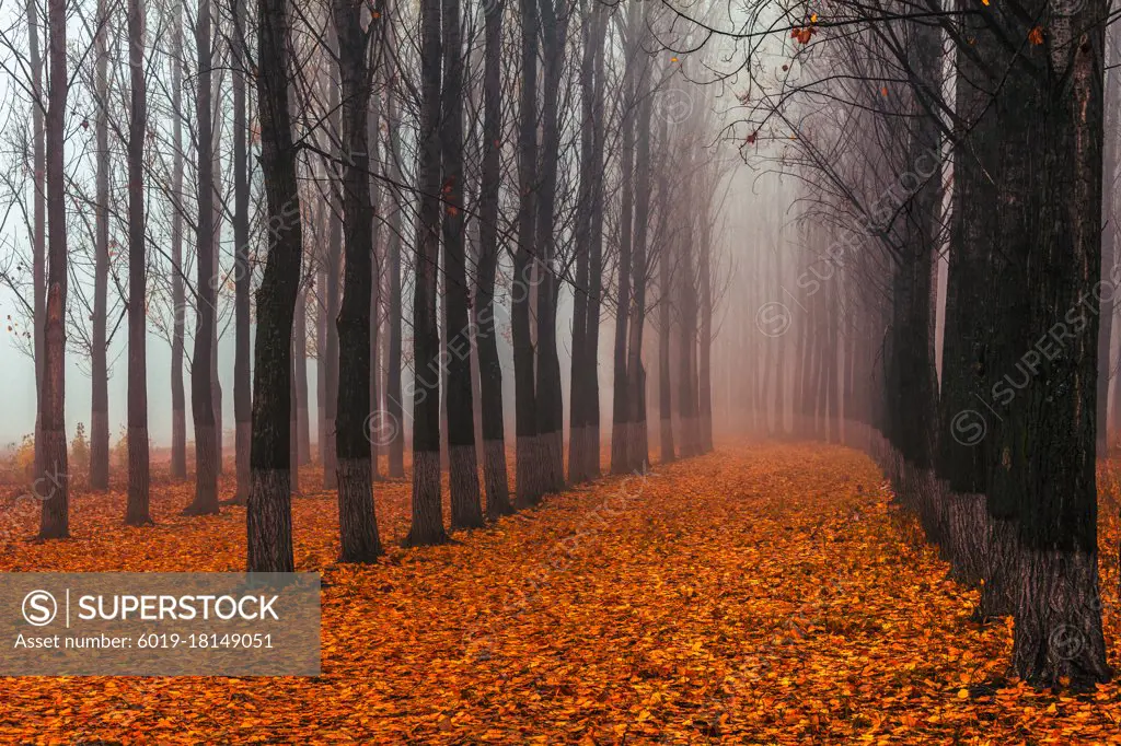 Poplar Forest - Straight columns of poplar trees in a misty forest