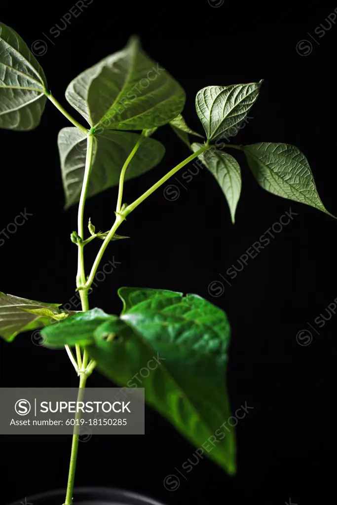 Garden Bean Plant Leaves Detail