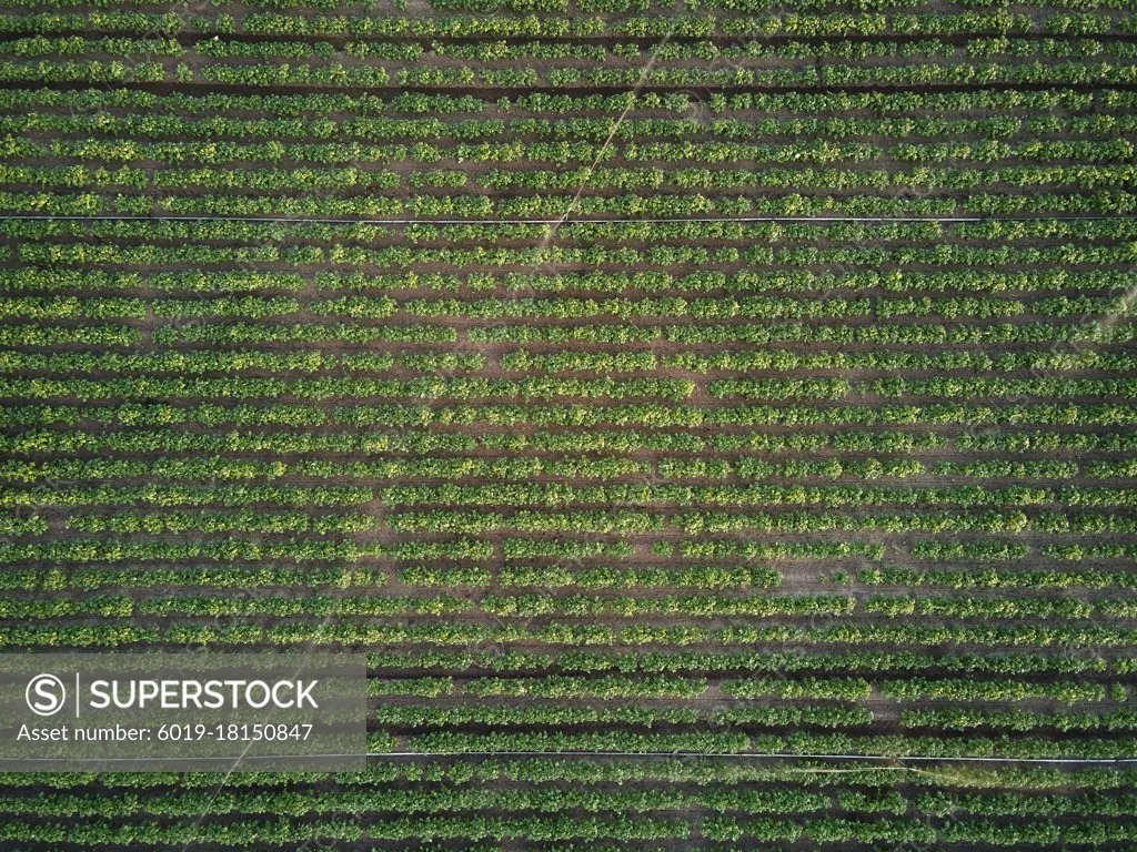 Green field with full grow plants