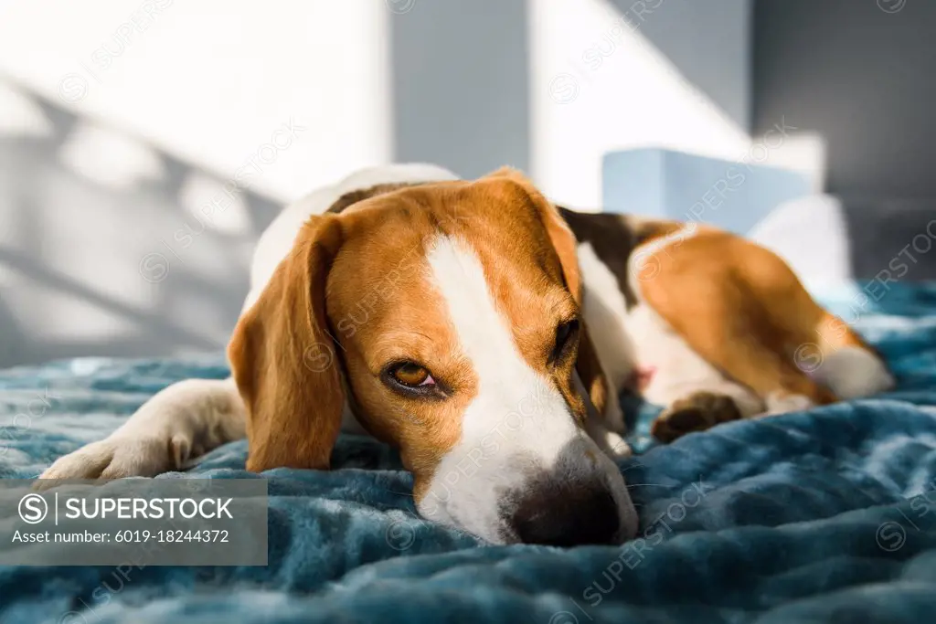 Beagle dog sleeping at bed in bright interior. Pet at home concept