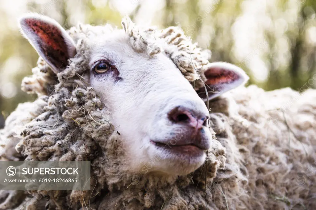 Close up of a sheep head and face.