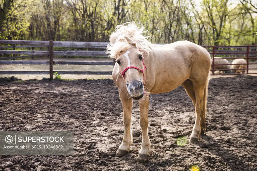 Palomino horse standing in farm yard shaking it's mane.