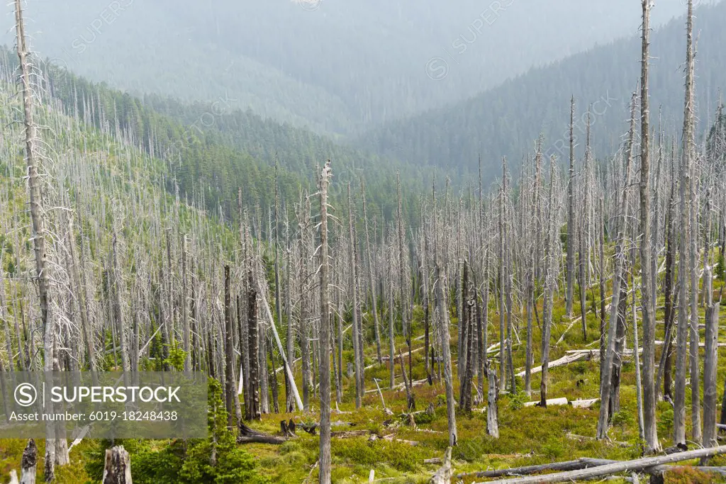 Standing Dead Trees From Forest Fire