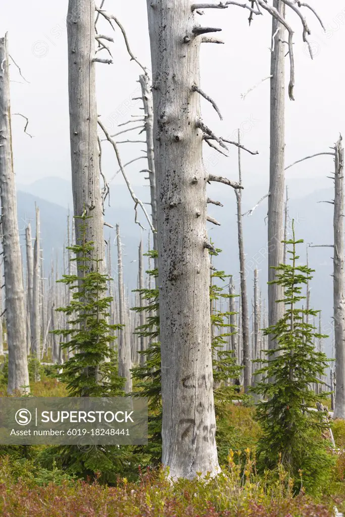 Standing Dead Trees From Forest Fire