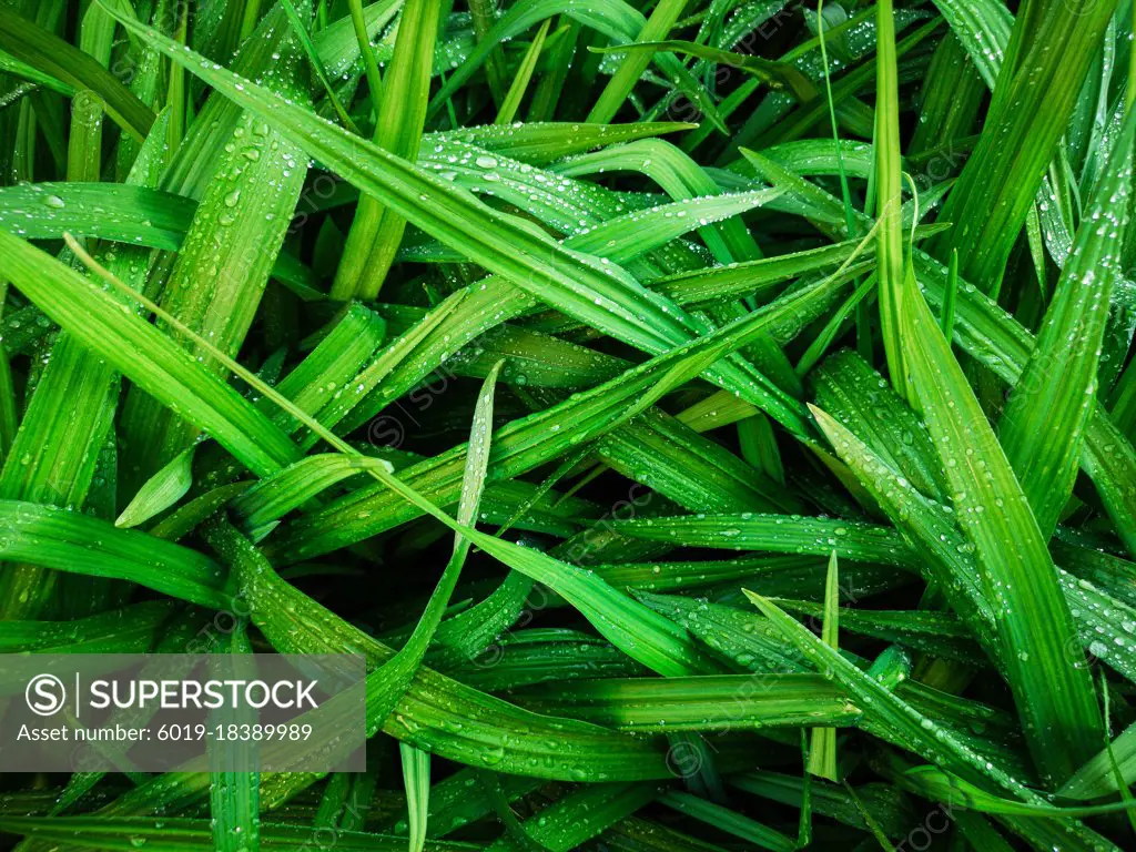 Texture of bright green foliage with drops of water after rain