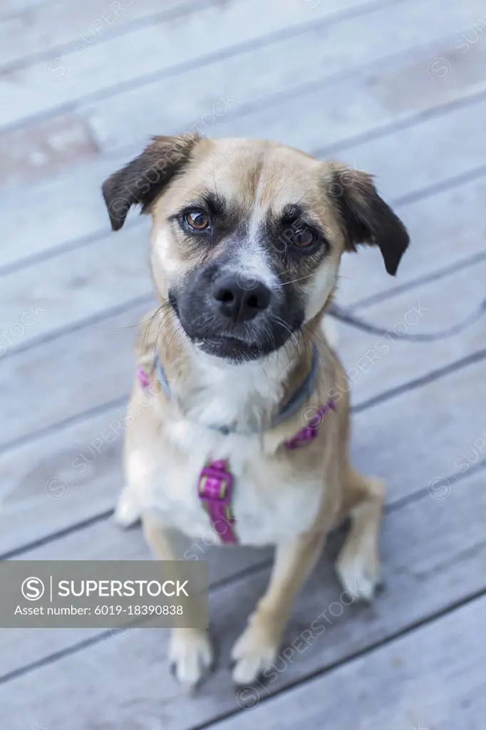 A close-up portrait of mixed-breed short-haired dog sitting on deck