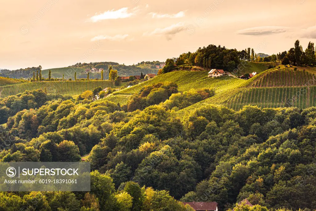 Styrian Tuscany Vineyard in autumn near Eckberg, Gamliz, Styria, Austria