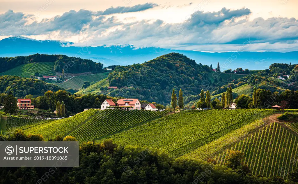 Styrian Tuscany Vineyard in autumn near Eckberg, Gamliz, Styria, Austria