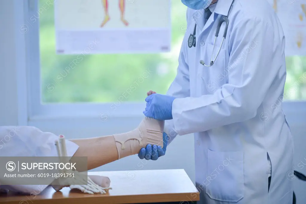 A male doctor with a stethoscope holding a model anatomy of a human