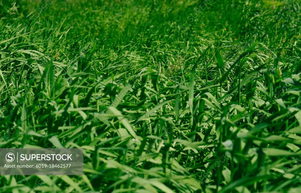 Wild Herbs in the Field