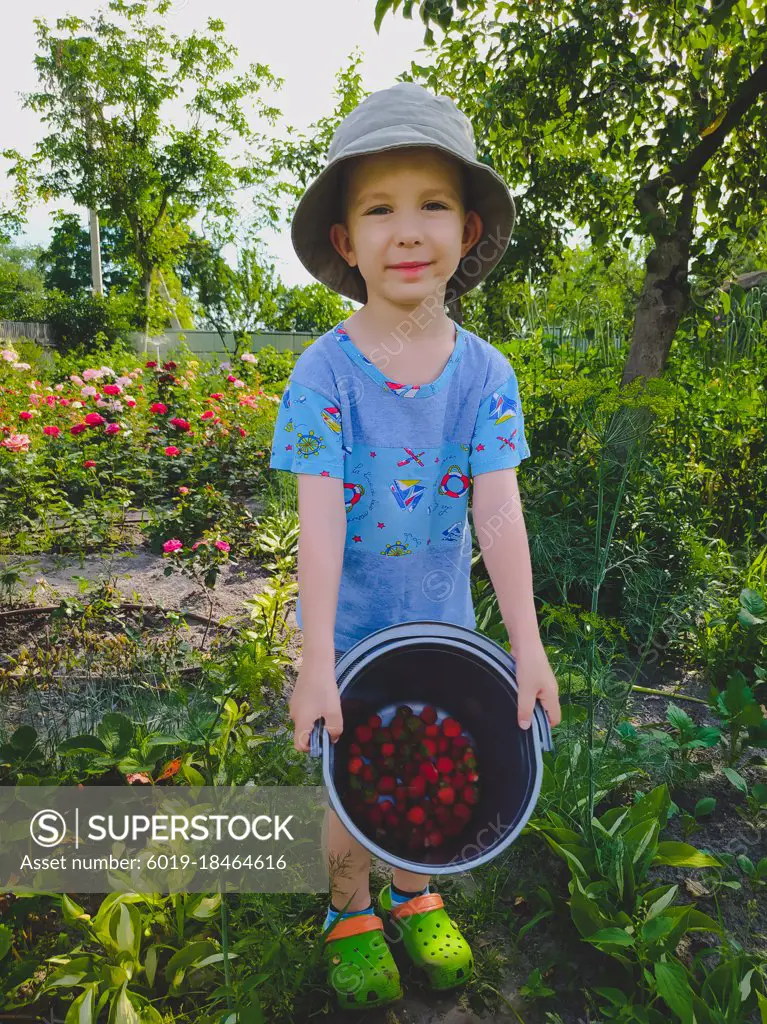 Boy holding a bucket of freshly picked strawberries in the garden