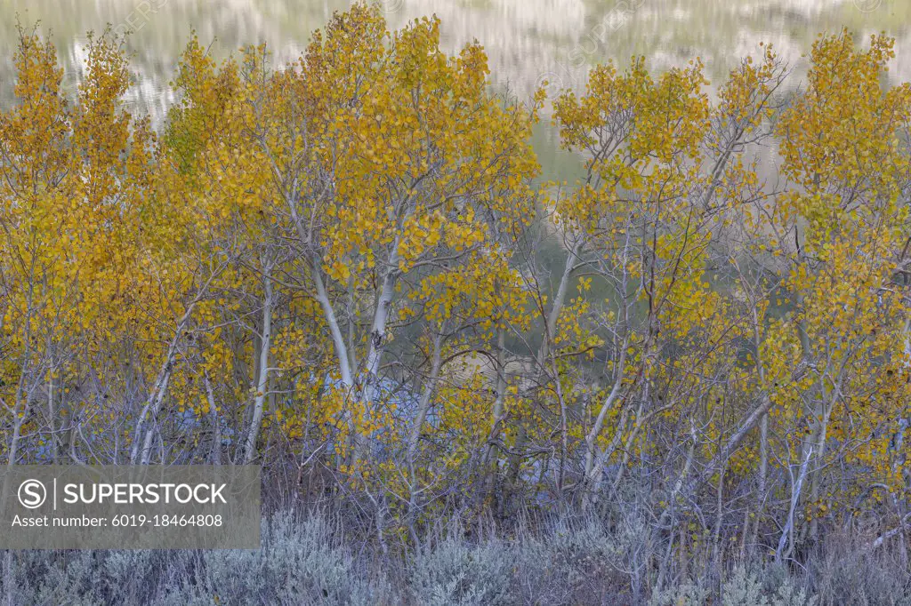 Aspen Trees, Parker Lake, Ansel Adams Wilderness, California