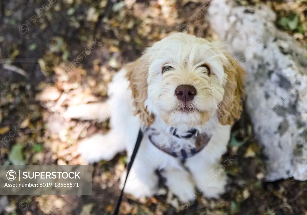 Young cockapoo doodle mix puppy sitting outdoors.