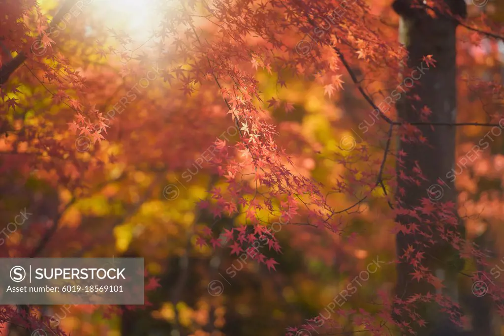 Forest with golden yellow leaves in autumn