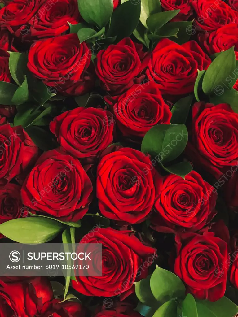 bouquet of red roses close isolated