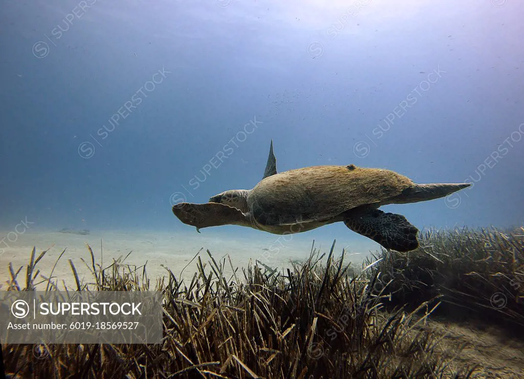 A caretta caretta is swimming on the grass.Antalya KaÅŸ