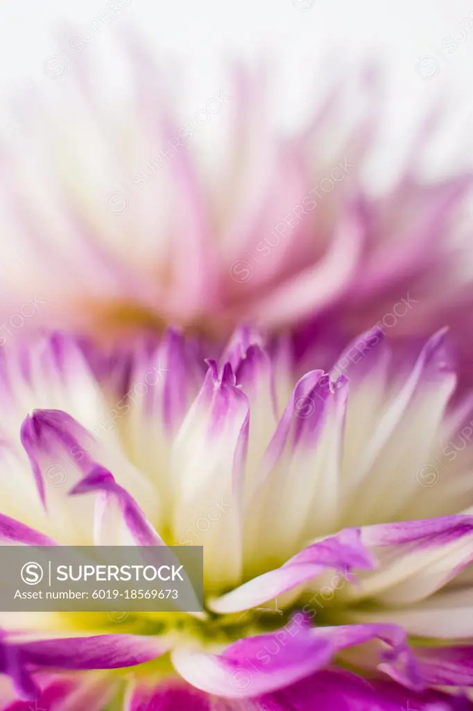 Purple and white dahlia petals macro with blurry background