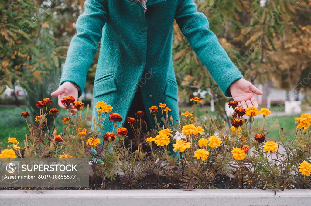 Girl in blue coat leans over orange and red autumn marigolds