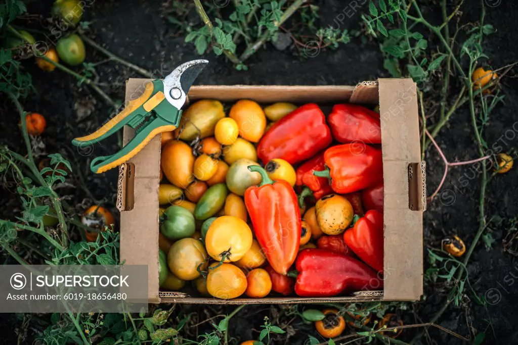 fresh organic tomatoes  in a  box From Garden