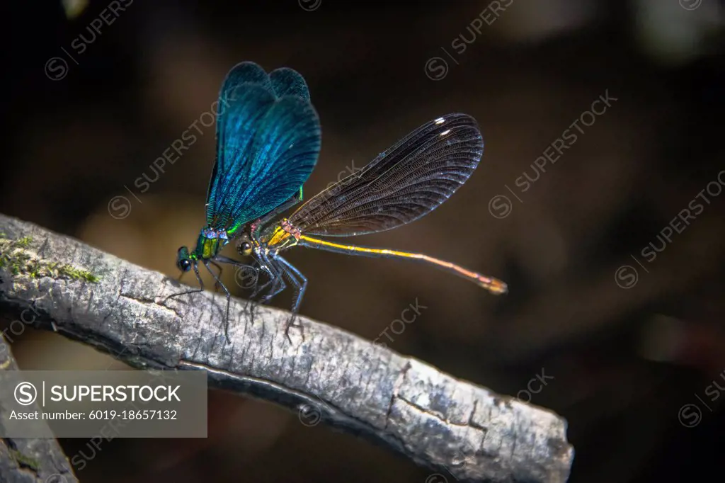 Two dragonflies are mating on a branch near the river