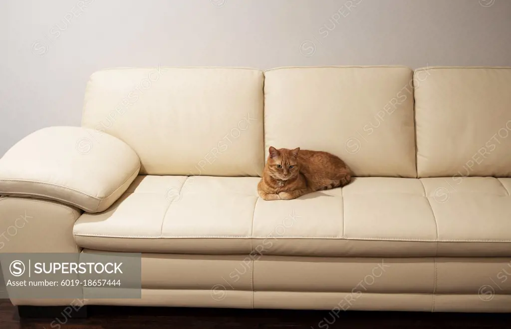 Ginger cat resting on the couch - SuperStock