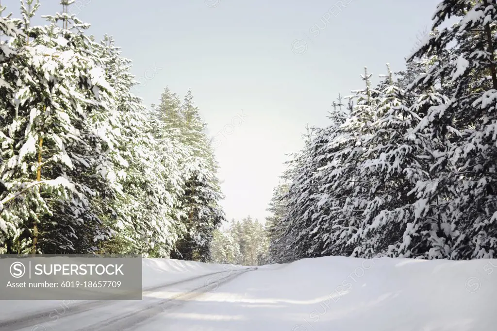 The road to the village in winter passes through a pine forest.