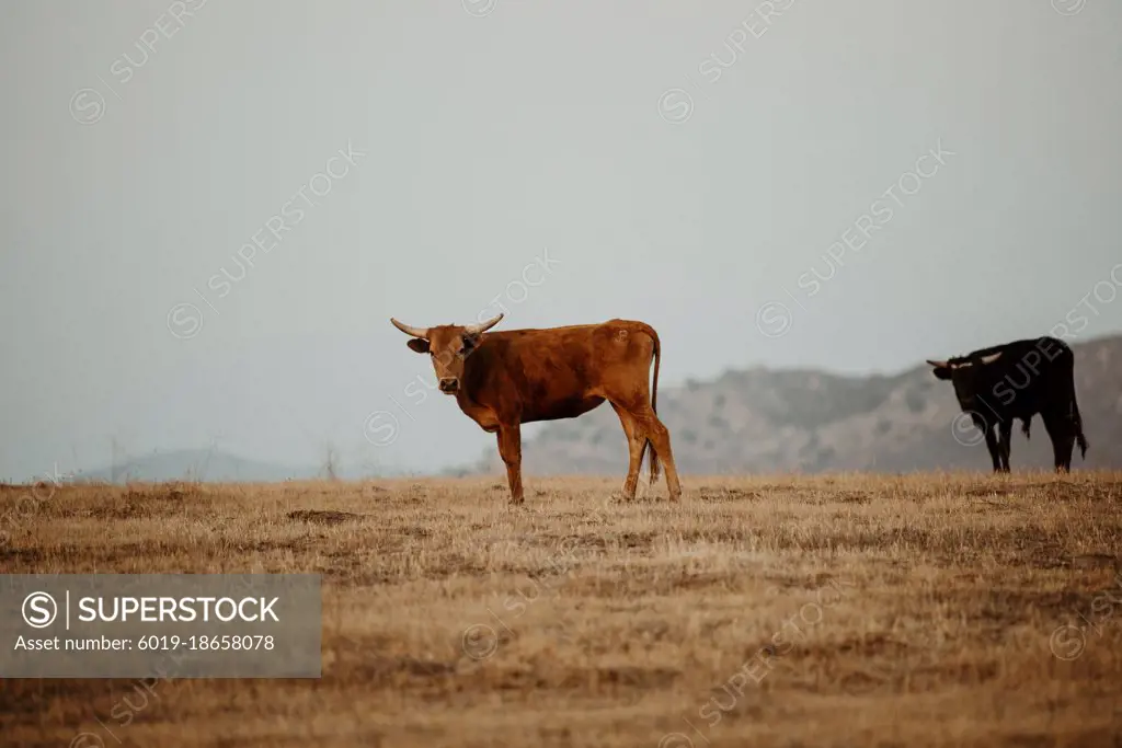 Dusk with the most handsome cows