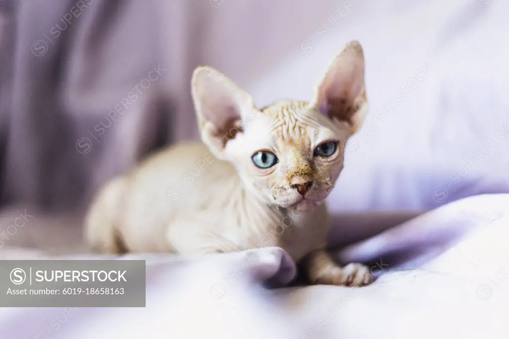 sphynx puppy cat looking at camera