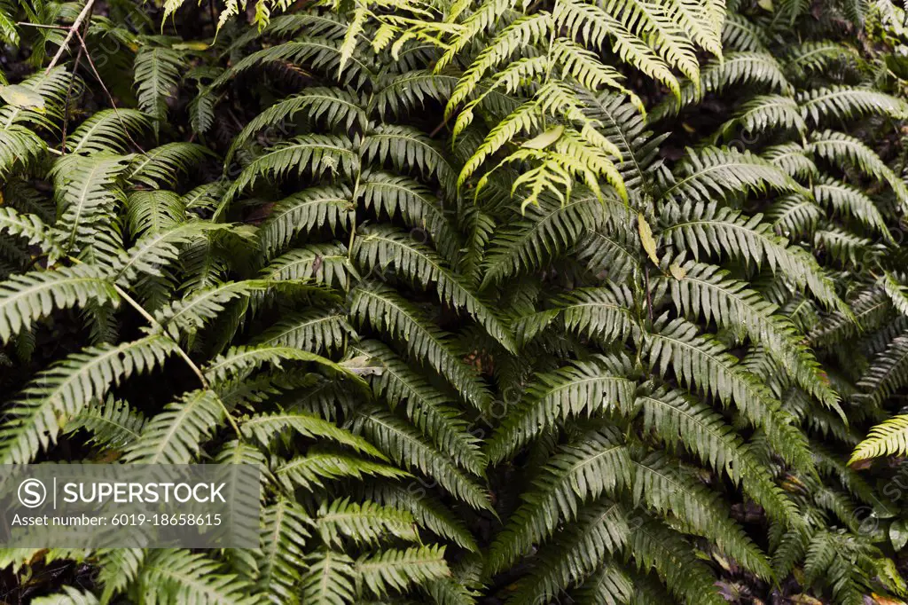 Fern leaves on dark background in jungle.