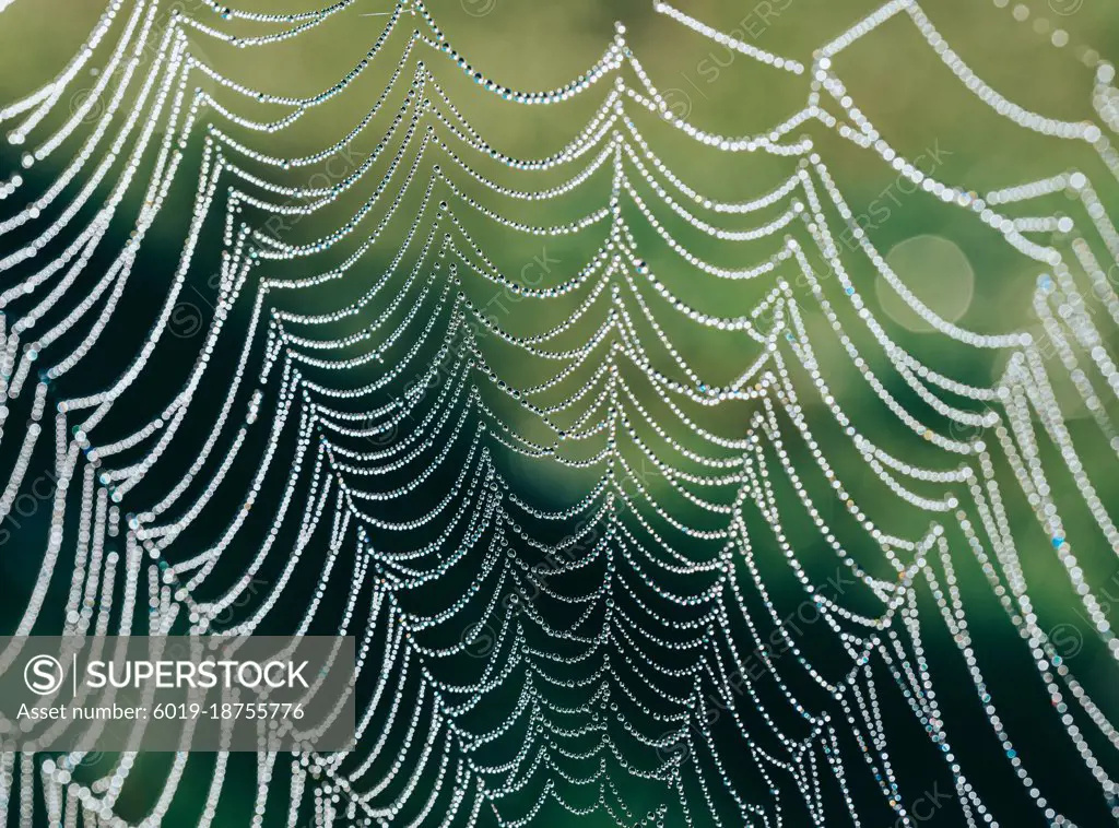 Macro image of the strands of a dew covered spider web.