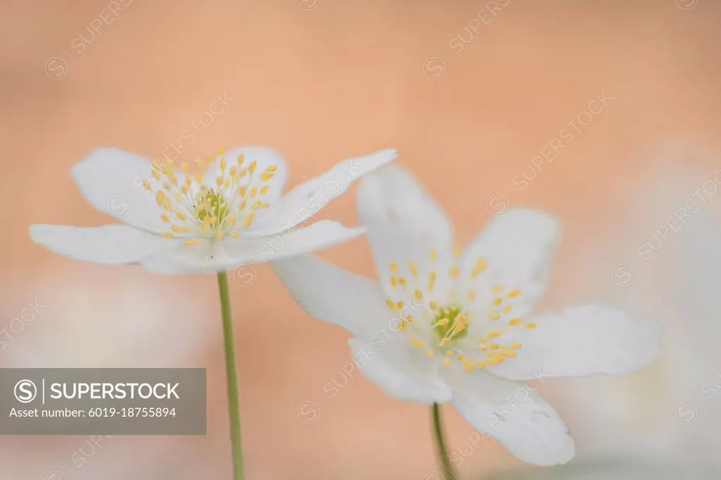 Anemone nemorosa,wood anemone flower outside