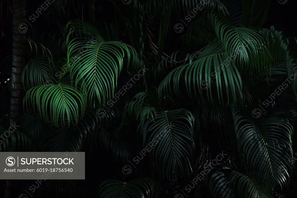 Dark green palm forest background