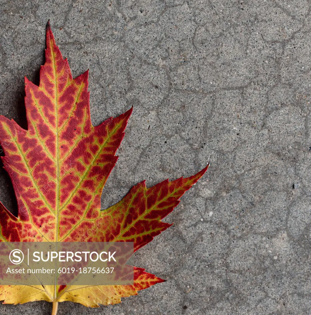 Close up of yellow and red maple leaf on gray background in fall.