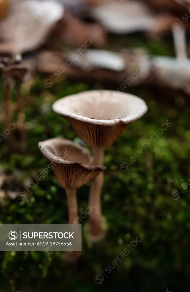 Close up of mushrooms growing on the forest floor.