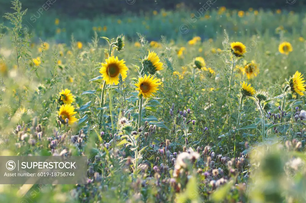 Bright yellow sunflower in the field at sunset