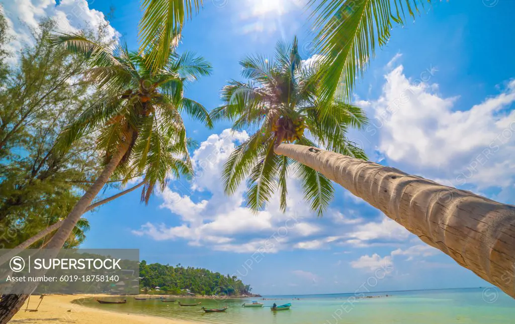 Paradise Sunny beach with palms and turquoise sea. Summer vacati