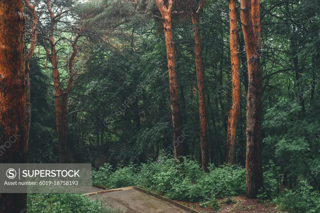 Aerial view of summer green trees in forest in mountains.