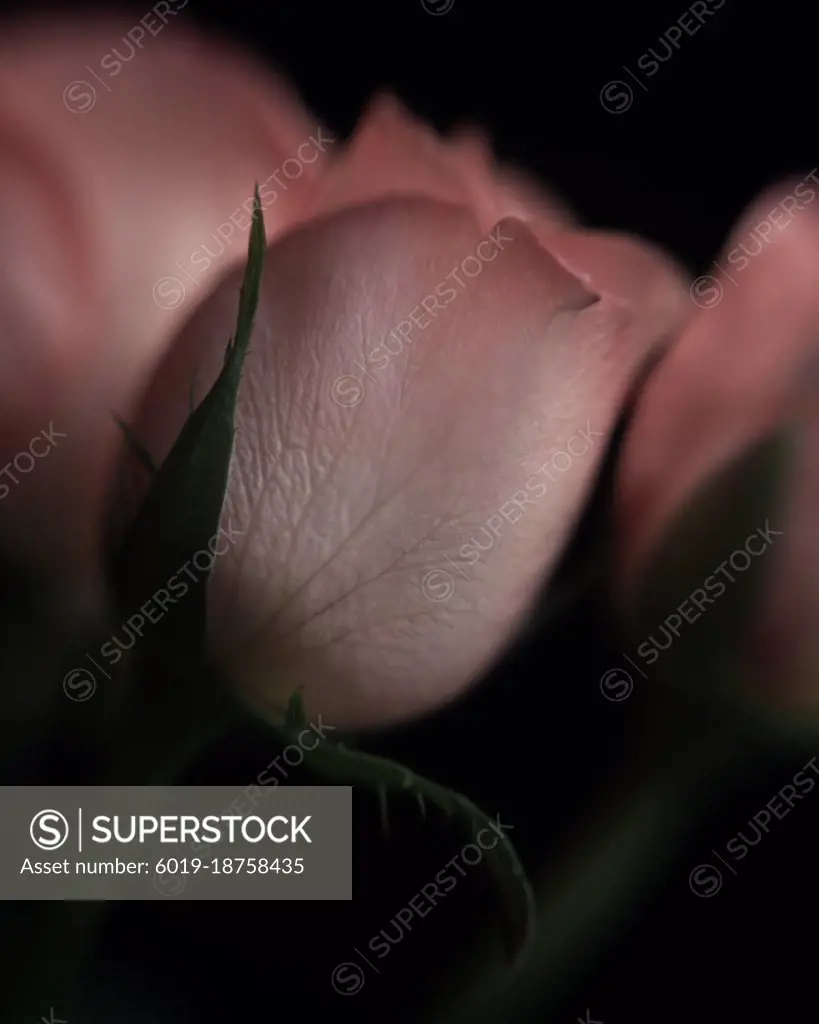 Pretty peach roses taken indoors