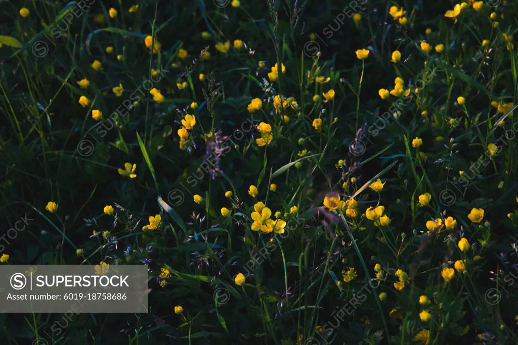 Dark glade with yellow buttercups