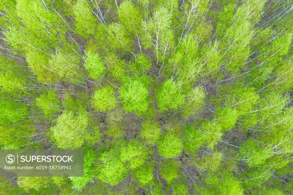 Aerial top view forest tree, Rainforest ecosystem and healthy en