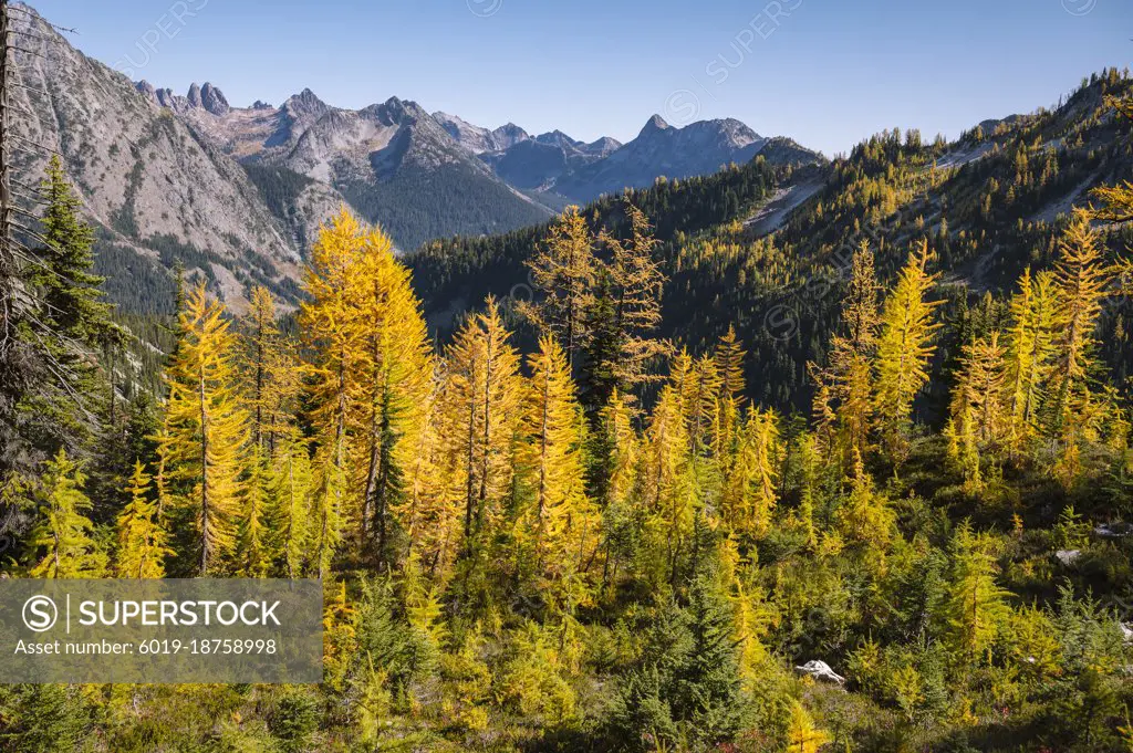 Golden larches in the north cascade mountains