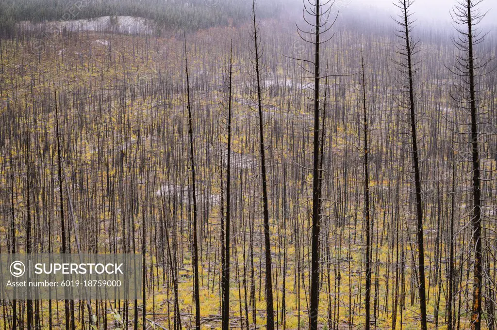 Pattern of dead trees in an alpine wildfire