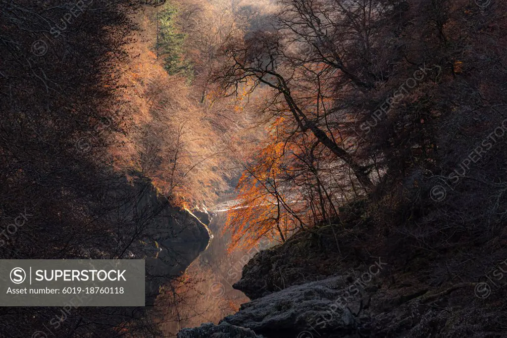 Trees on the banks of River Garry